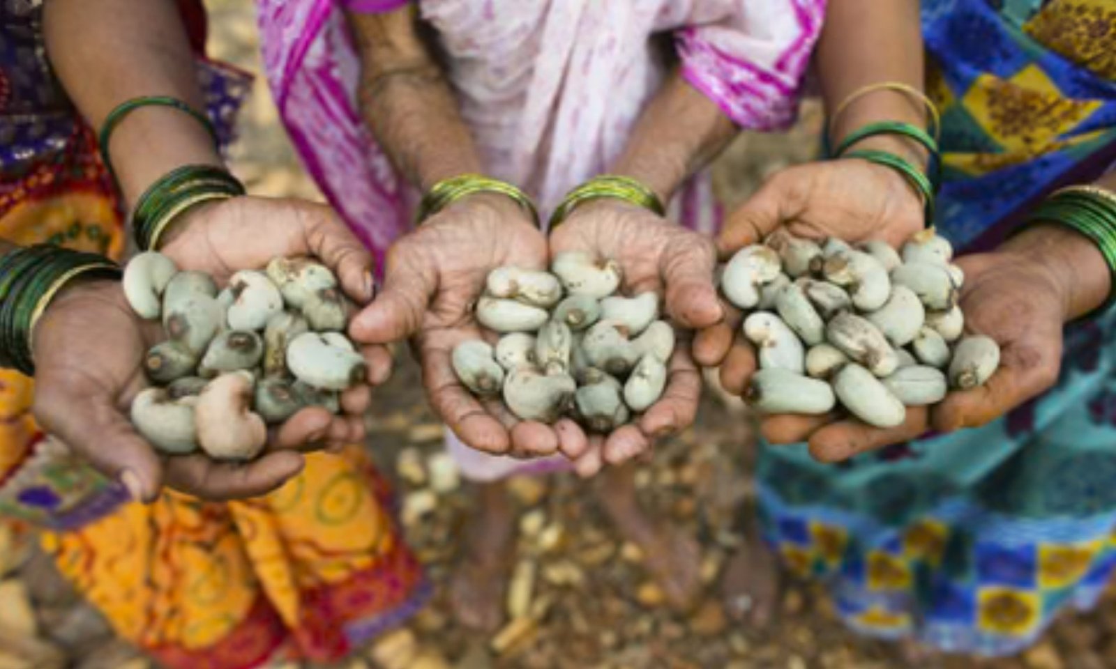 CASHEW HARVEST
