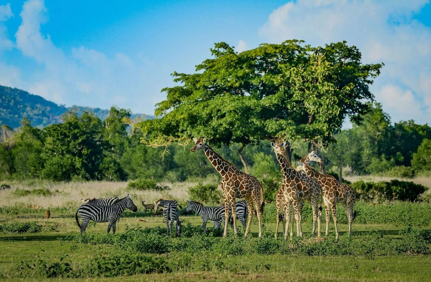 Calauit Safari Sanctuary