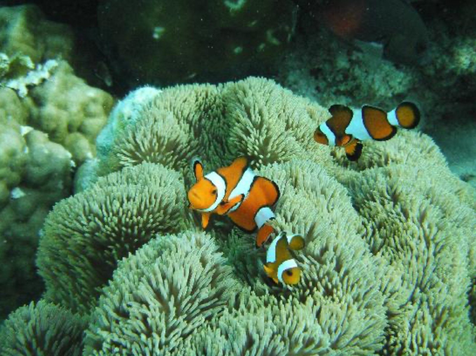Lusong Coral Garden