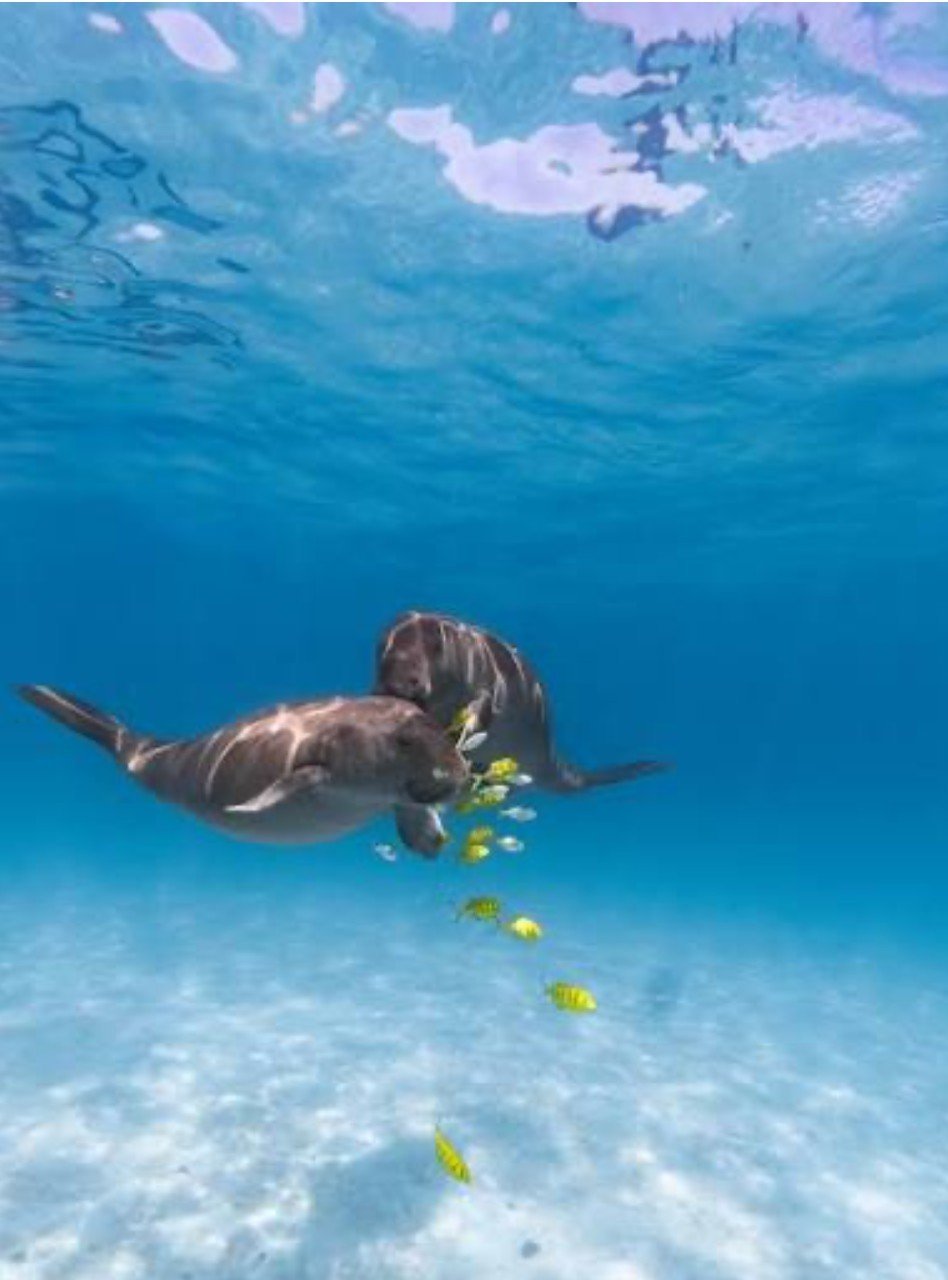 Dugong Sanctuary