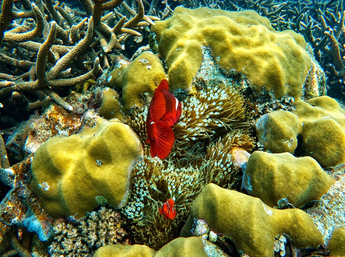 Twin Reef