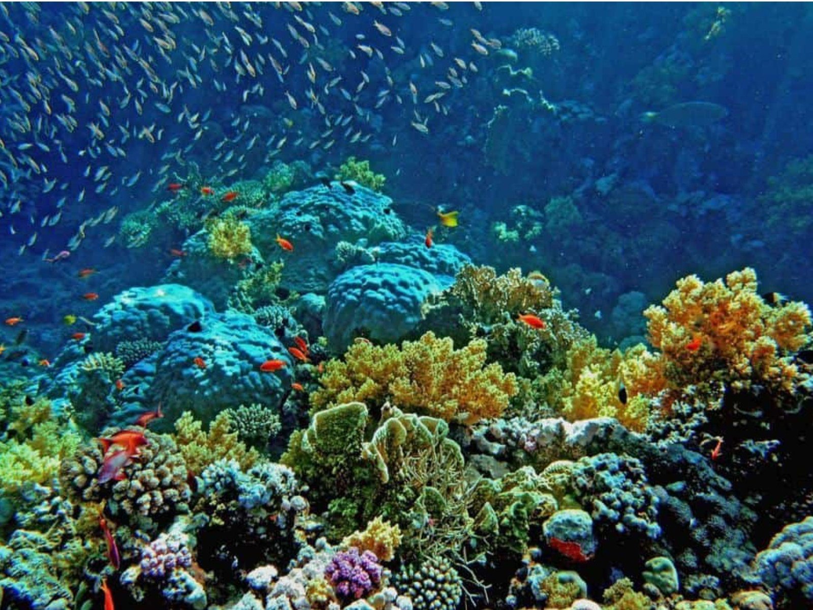 Reef Garden